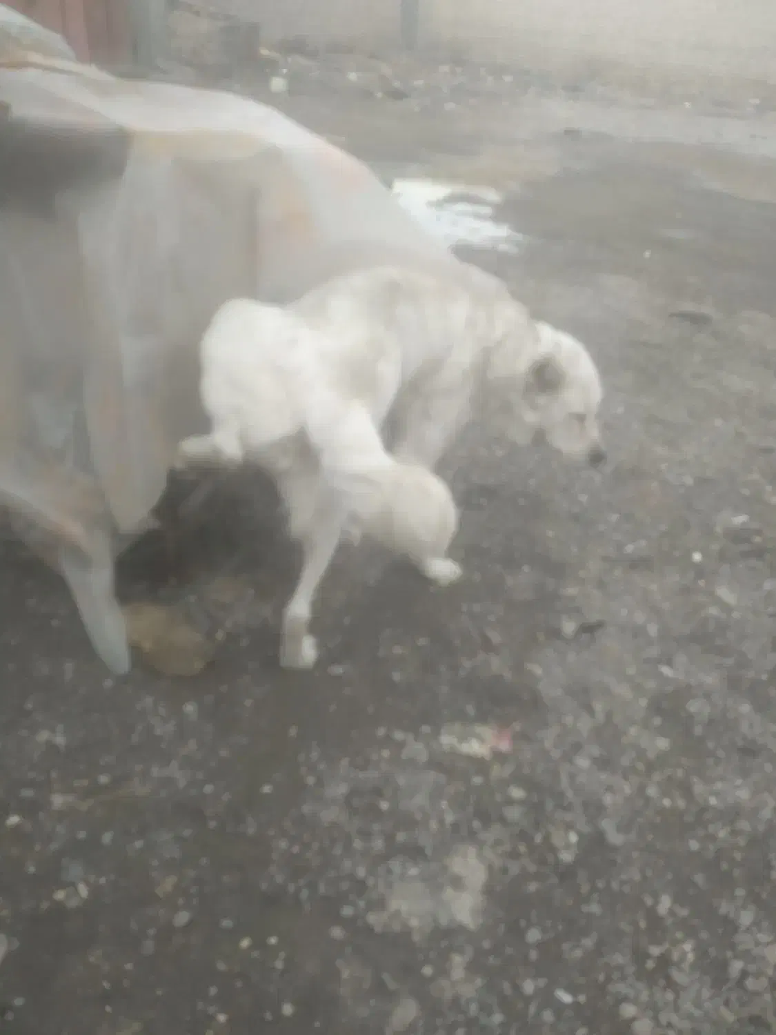 نگهبان|سگ|مشهد, نوید|دیوار