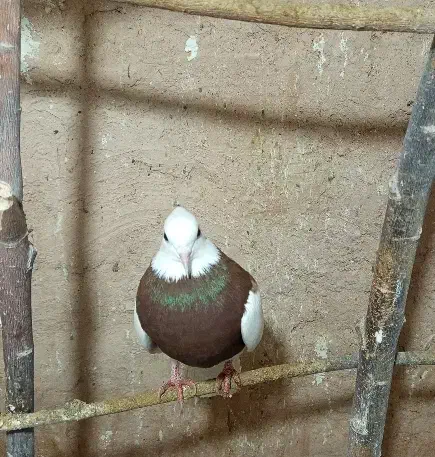 کفتر پرشی|پرنده|سبزوار, قصبه شرقی|دیوار