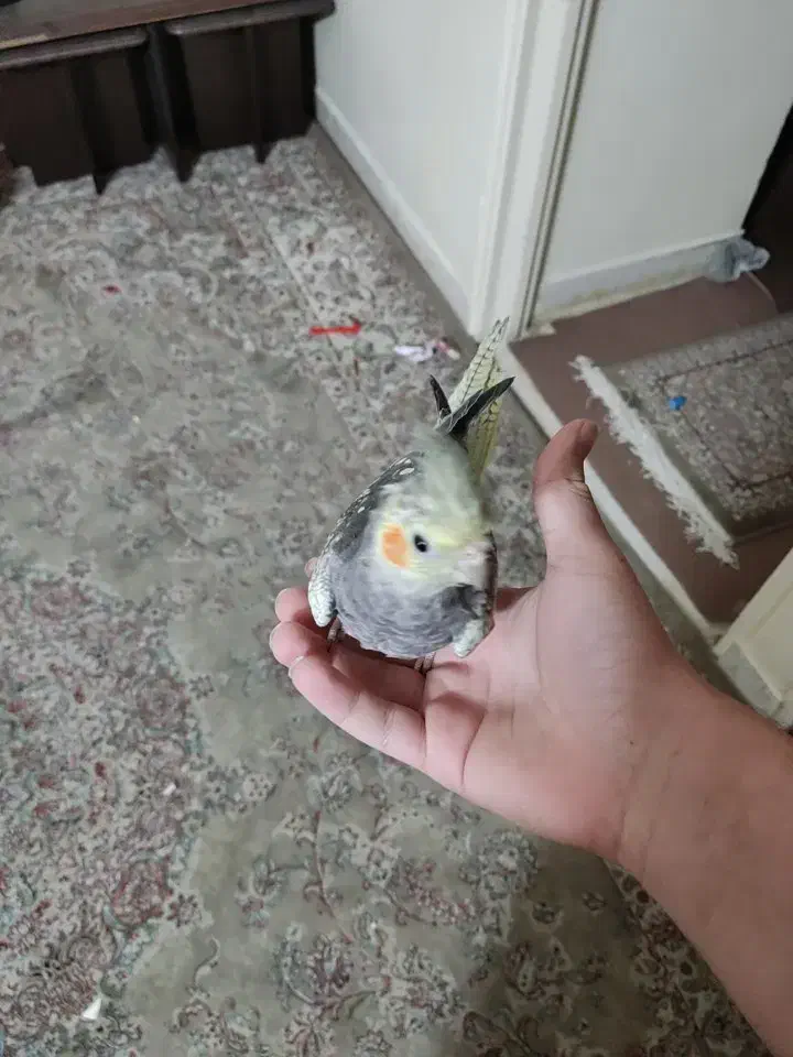 یه جفت عروس هلندی بازیگوش|پرنده|تهران, مینای شمالی (مخبر)|دیوار