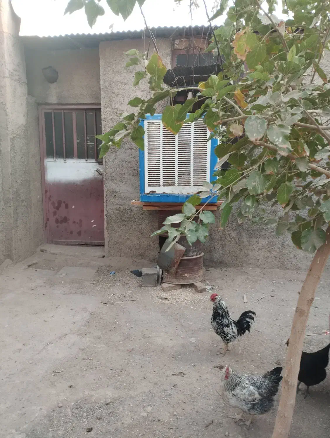 مرغ جوجه گلین|حیوانات مزرعه|پاکدشت, پاکدشت (مامازند)|دیوار