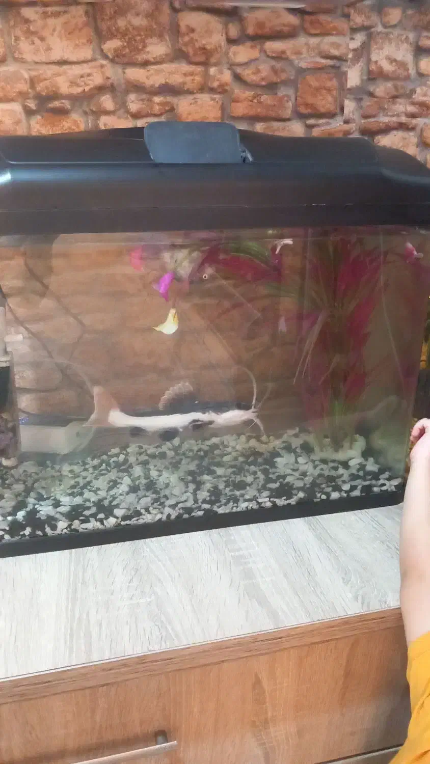 ماهی با اکواریوم ولوازم کامل|ماهی|تهران, شهرک امام خمینی|دیوار