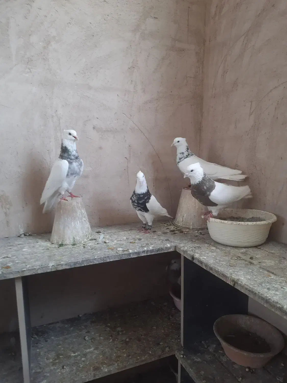 کبوتر طوقی|پرنده|خمینیشهر, |دیوار