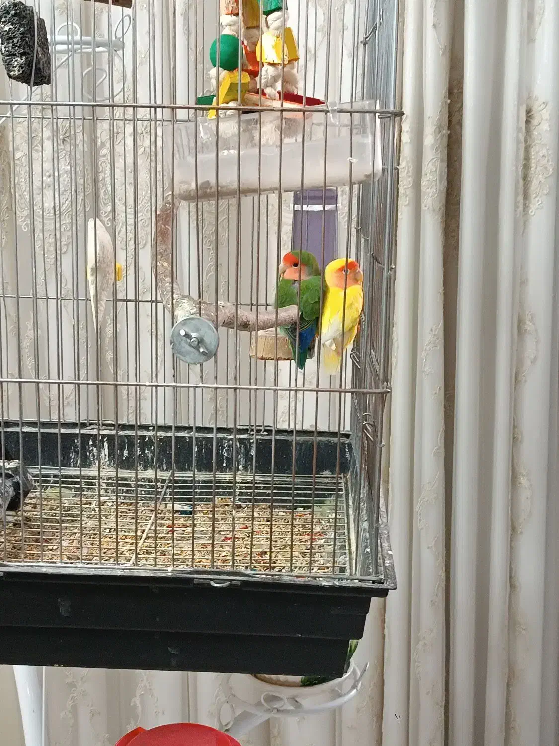 طوطی برزیلی مولد|پرنده|پاکدشت, پاکدشت (مامازند)|دیوار