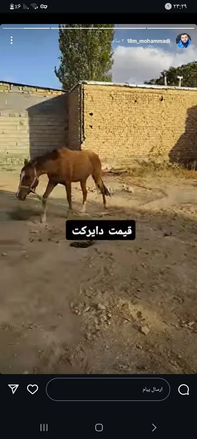 فوری|اسب و تجهیزات اسبسواری|زنجان, |دیوار