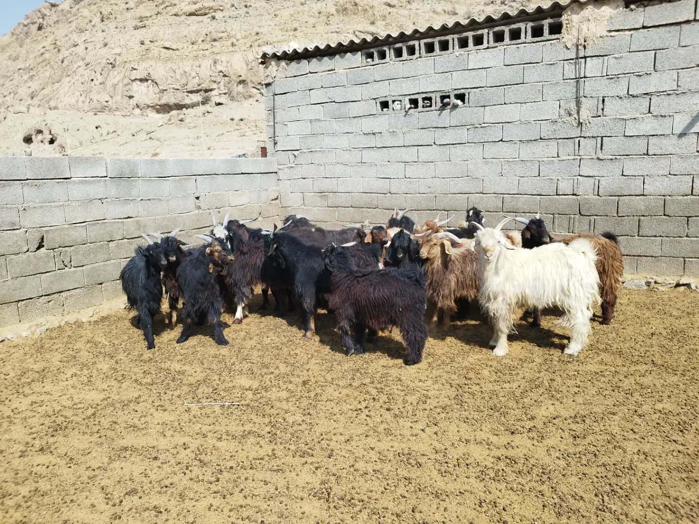 کهره ، بره ، بز|حیوانات مزرعه|شیراز, فرهنگیان|دیوار