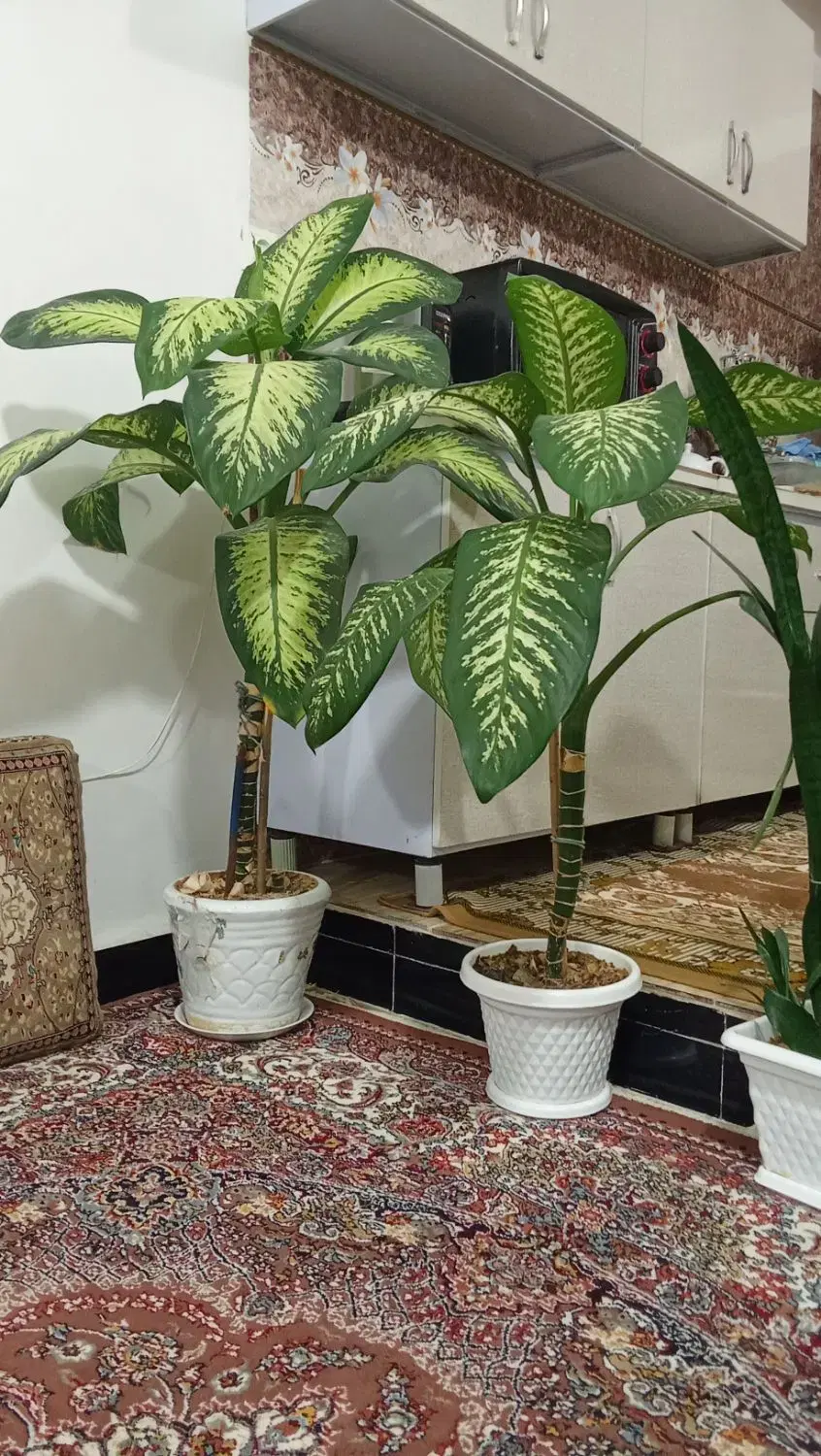 گل دیفن|گل و گیاه طبیعی|دهگلان, |دیوار