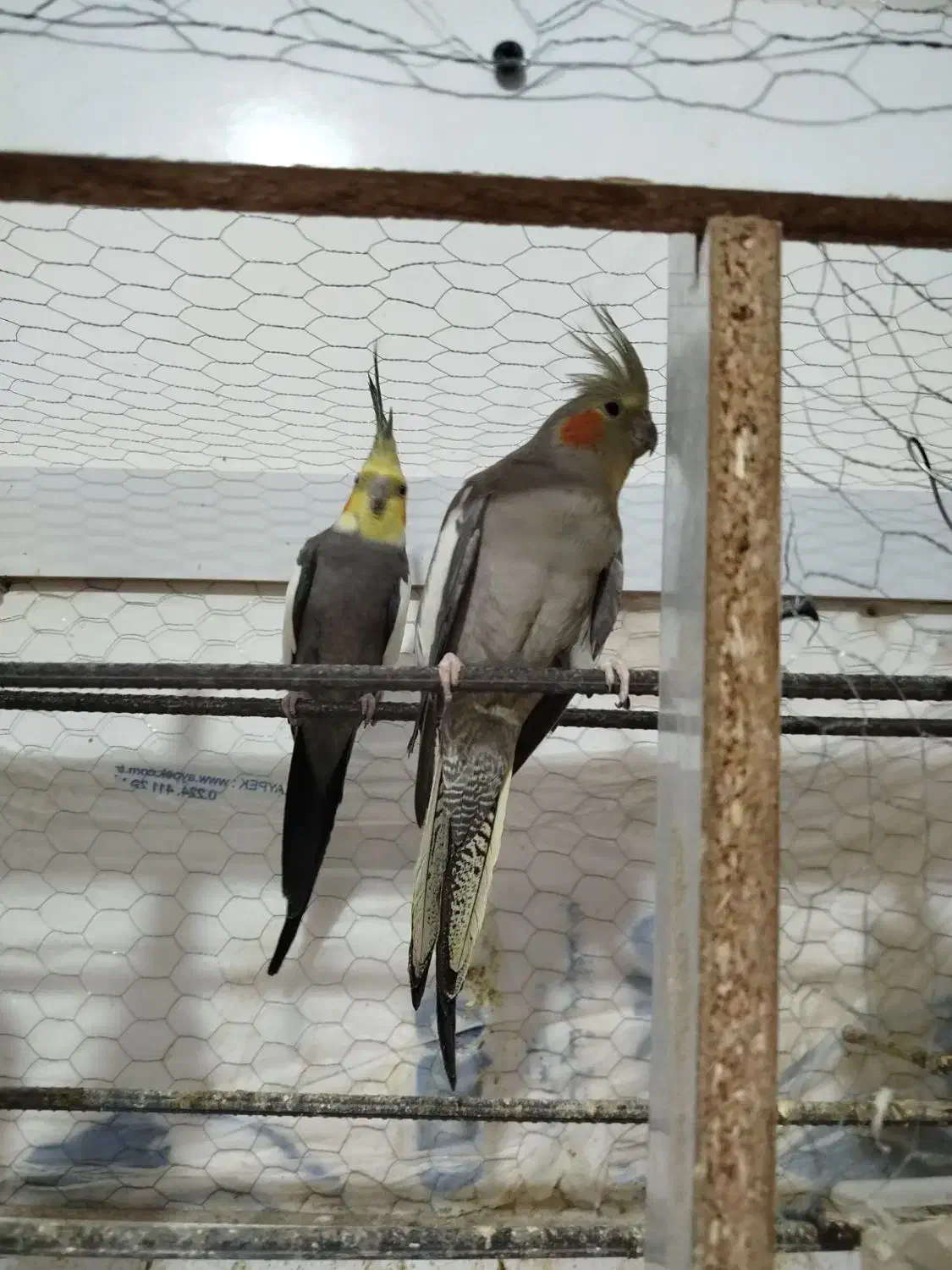 عروس هلندی|پرنده|چناران, |دیوار