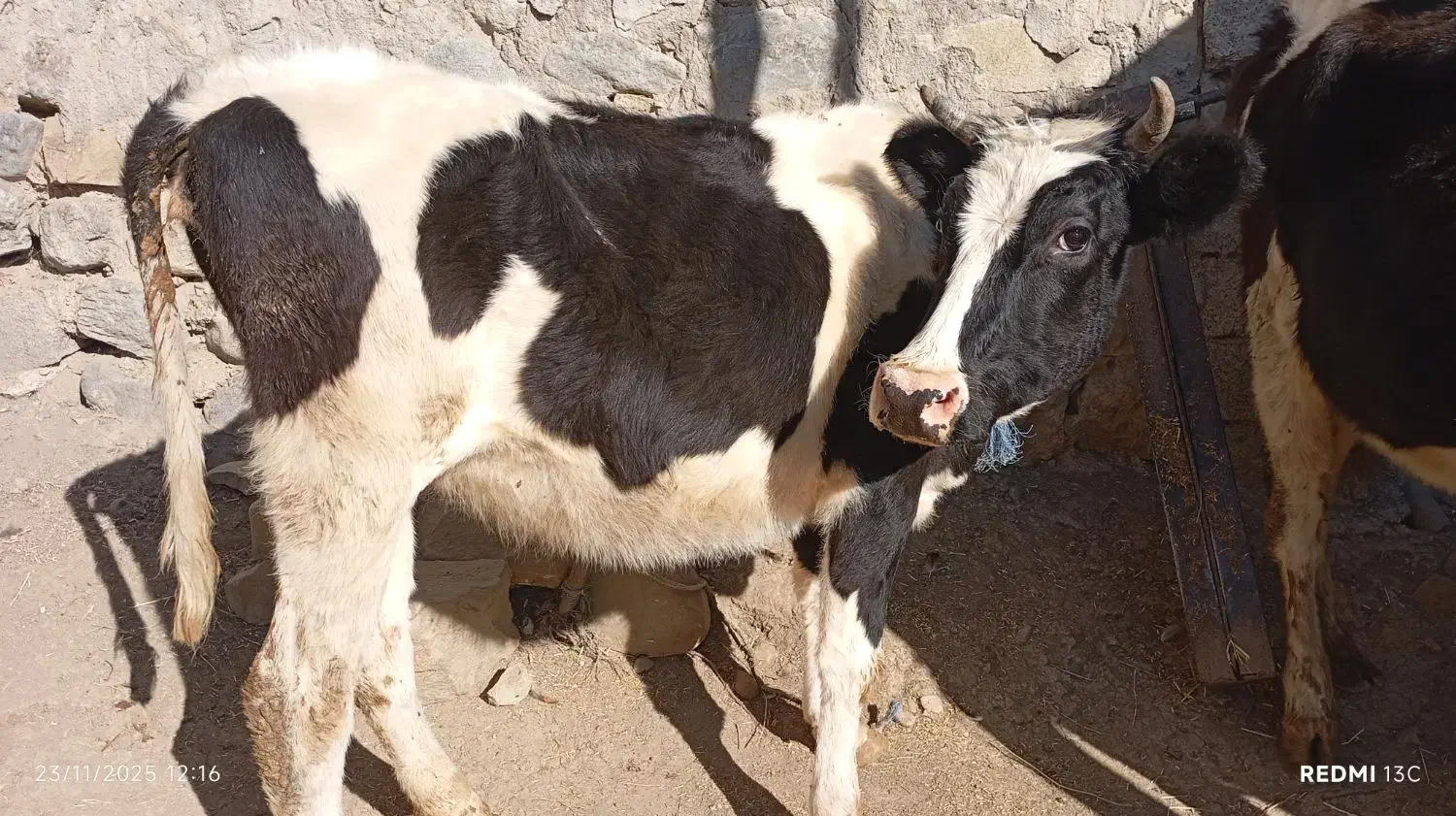 سه عدد تلیسه و یک عدد گاو قصر|حیوانات مزرعه|اهر, |دیوار