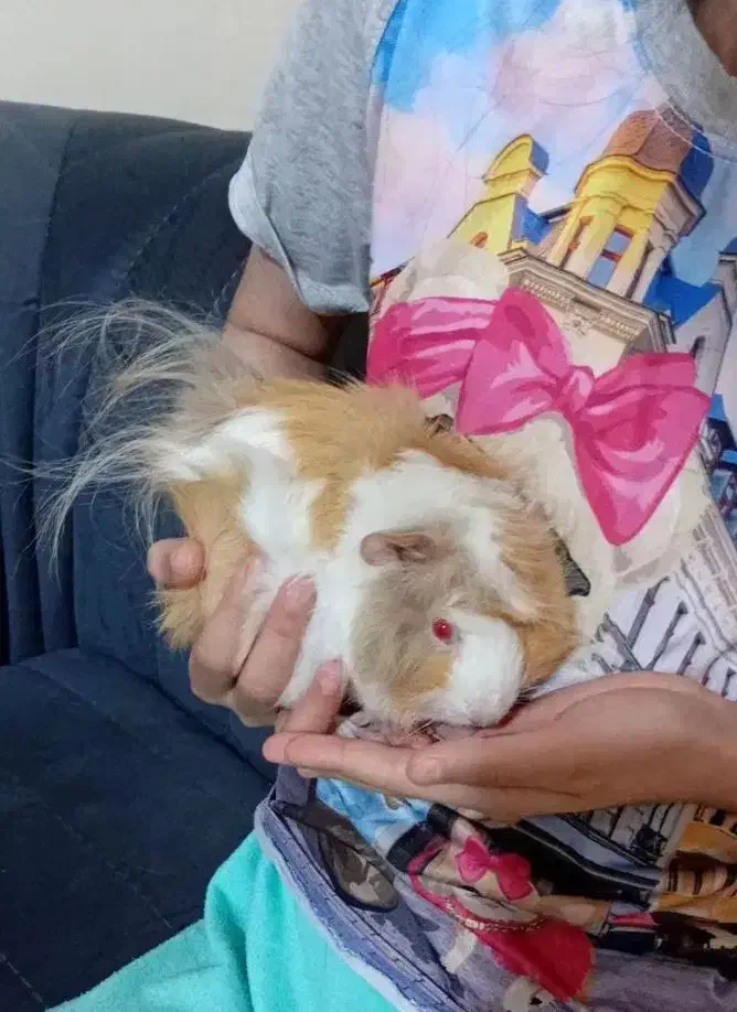 بچه خوکچه|موش و خرگوش|فومن, |دیوار