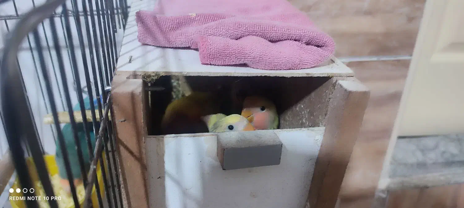 طوطی برزیلی (اوپال)|پرنده|شهریار, کردزار|دیوار