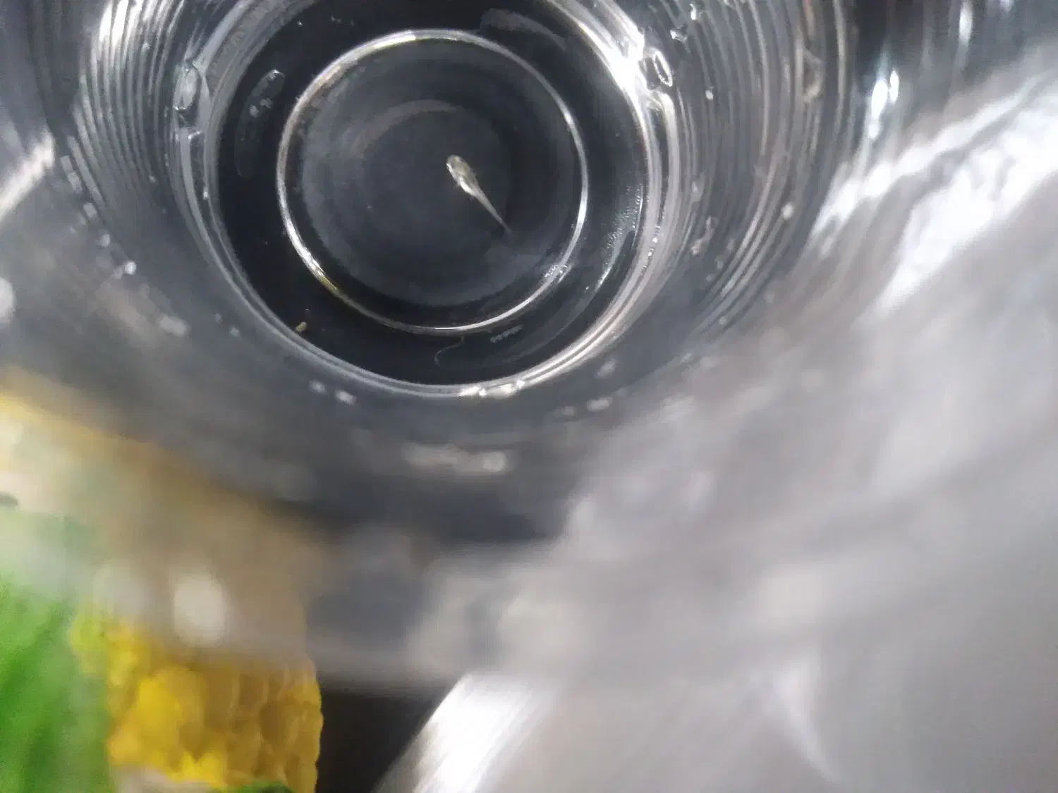 ماهی|ماهی|بیرجند, |دیوار