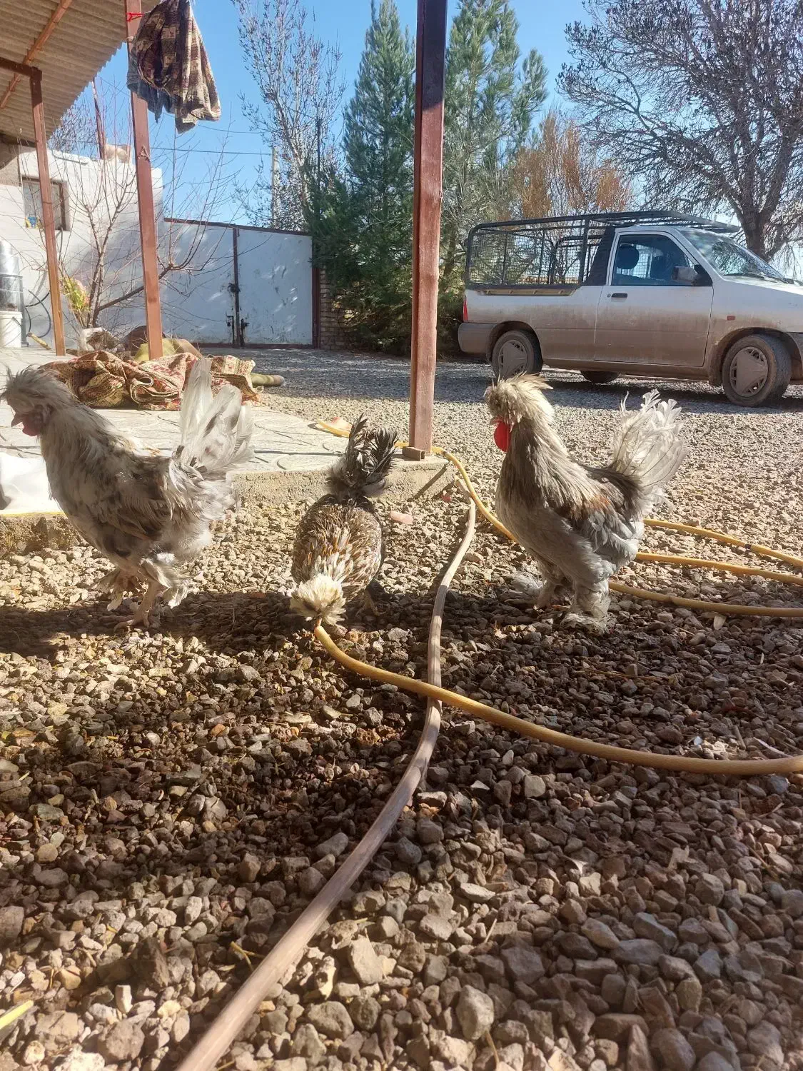 خروس زیبا|حیوانات مزرعه|قزوین, |دیوار