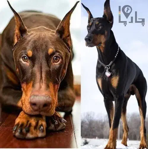 سگ دوبرمن ماده مشکی بلوطی|سگ|شیراز, تپه تلویزیون|دیوار