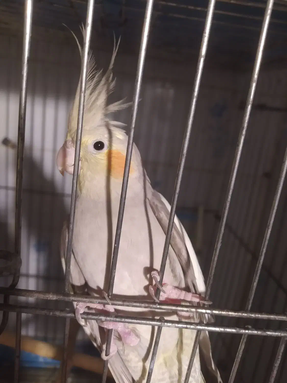 جفت عروس هلندی معاوضه|پرنده|کوهمره, |دیوار