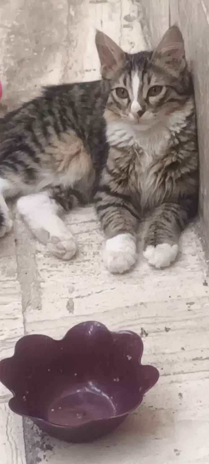 گربه ی نر ۸ماهه|گربه|فردیس, قریشی|دیوار