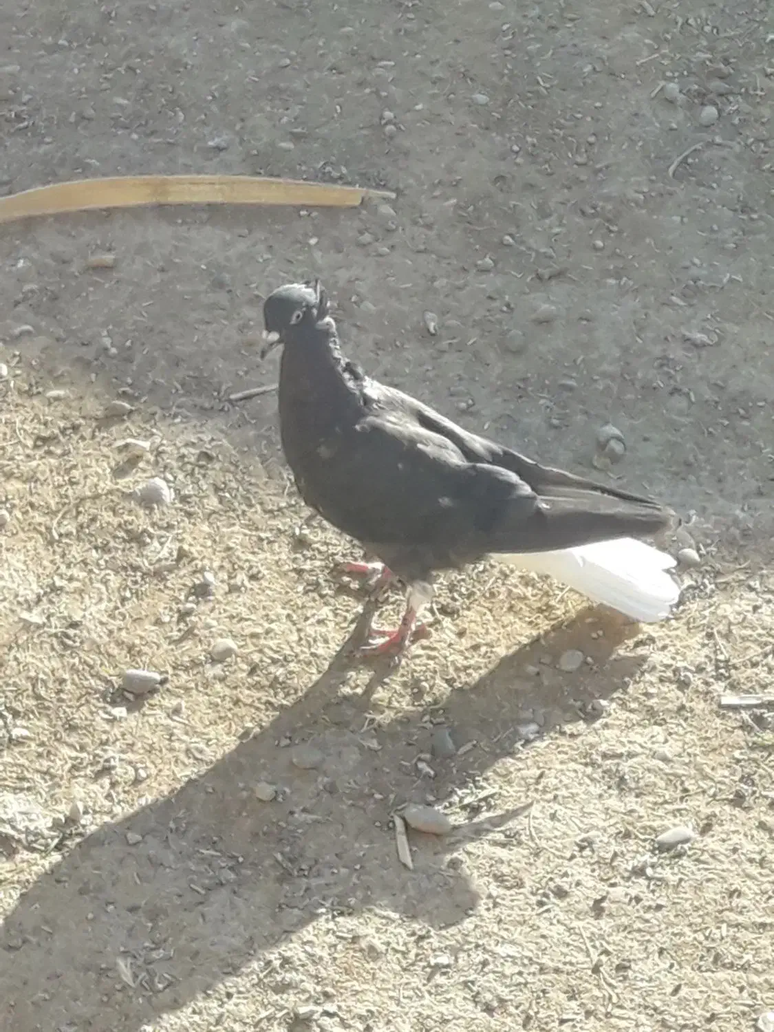 کبوتر رنگی|پرنده|حمیدیه, |دیوار