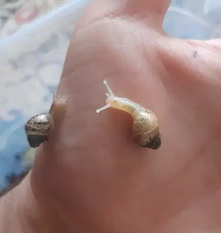 پرورش حلزون|خزنده|پارس‌آباد, |دیوار