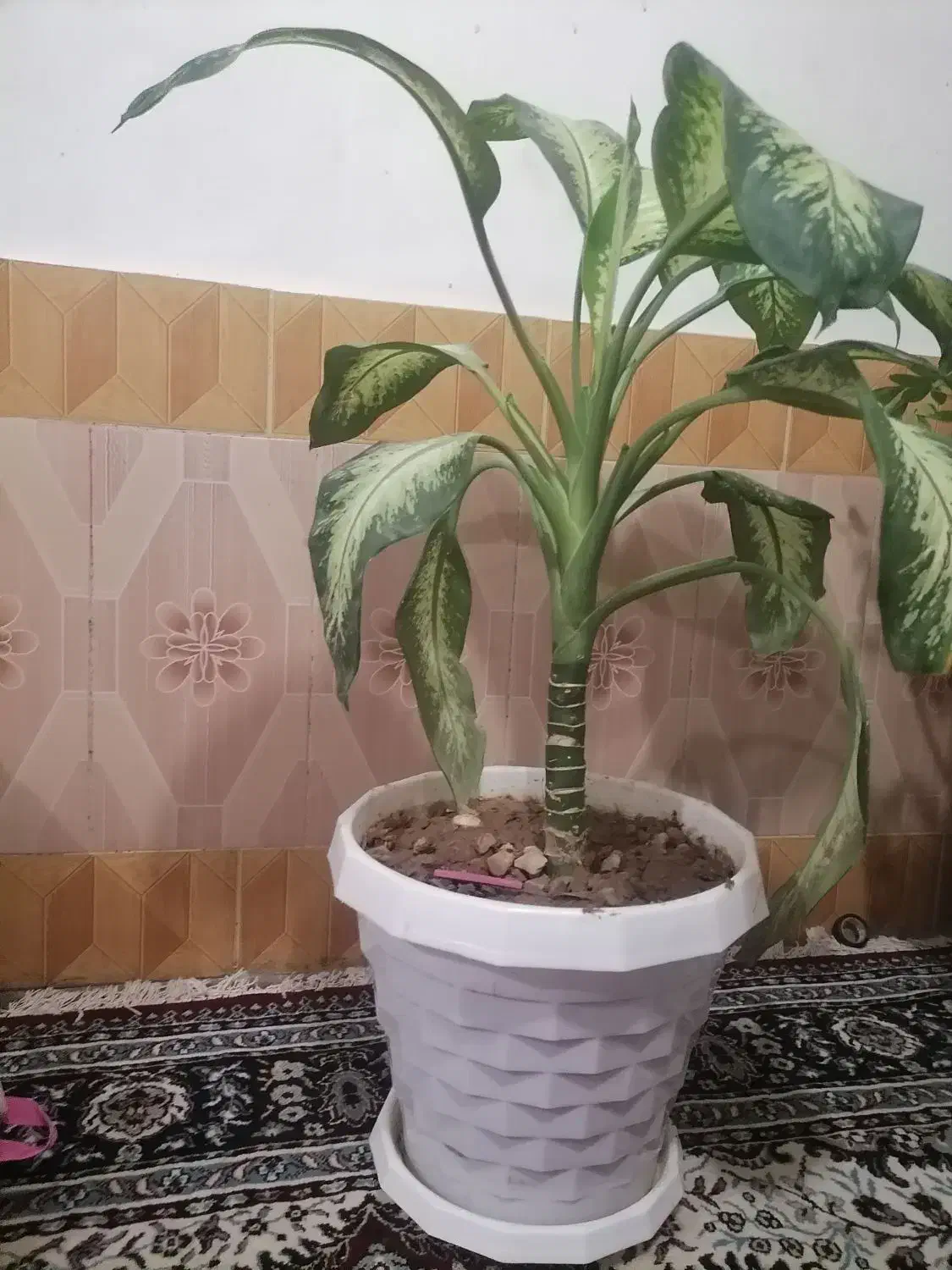 گل آپارتمانی زیبا|گل و گیاه طبیعی|لردگان, |دیوار