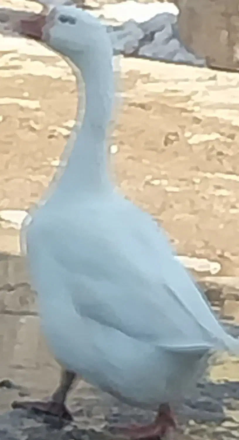 غاز|حیوانات مزرعه|اردبیل, |دیوار