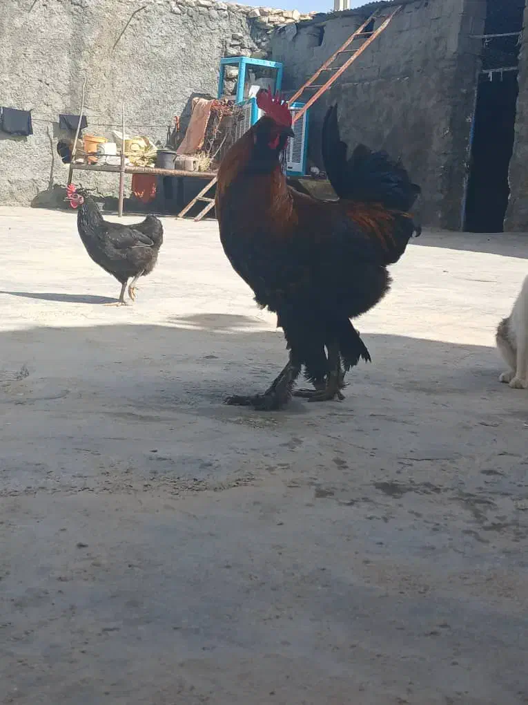 خروس دیلگونی|حیوانات مزرعه|دهدشت, |دیوار