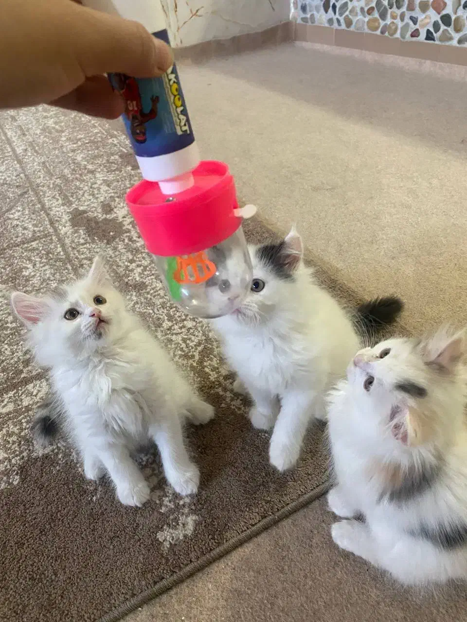 پرشین|گربه|شاهرود, |دیوار