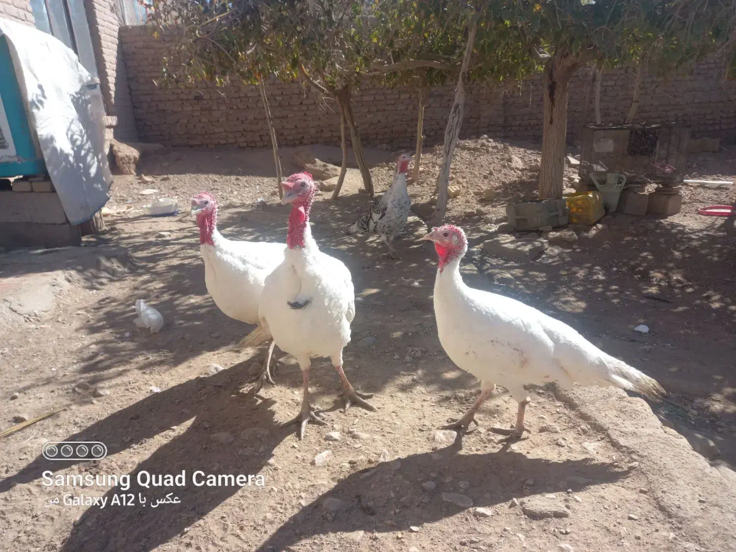 بوقلمون  فروشی|حیوانات مزرعه|قائن, |دیوار