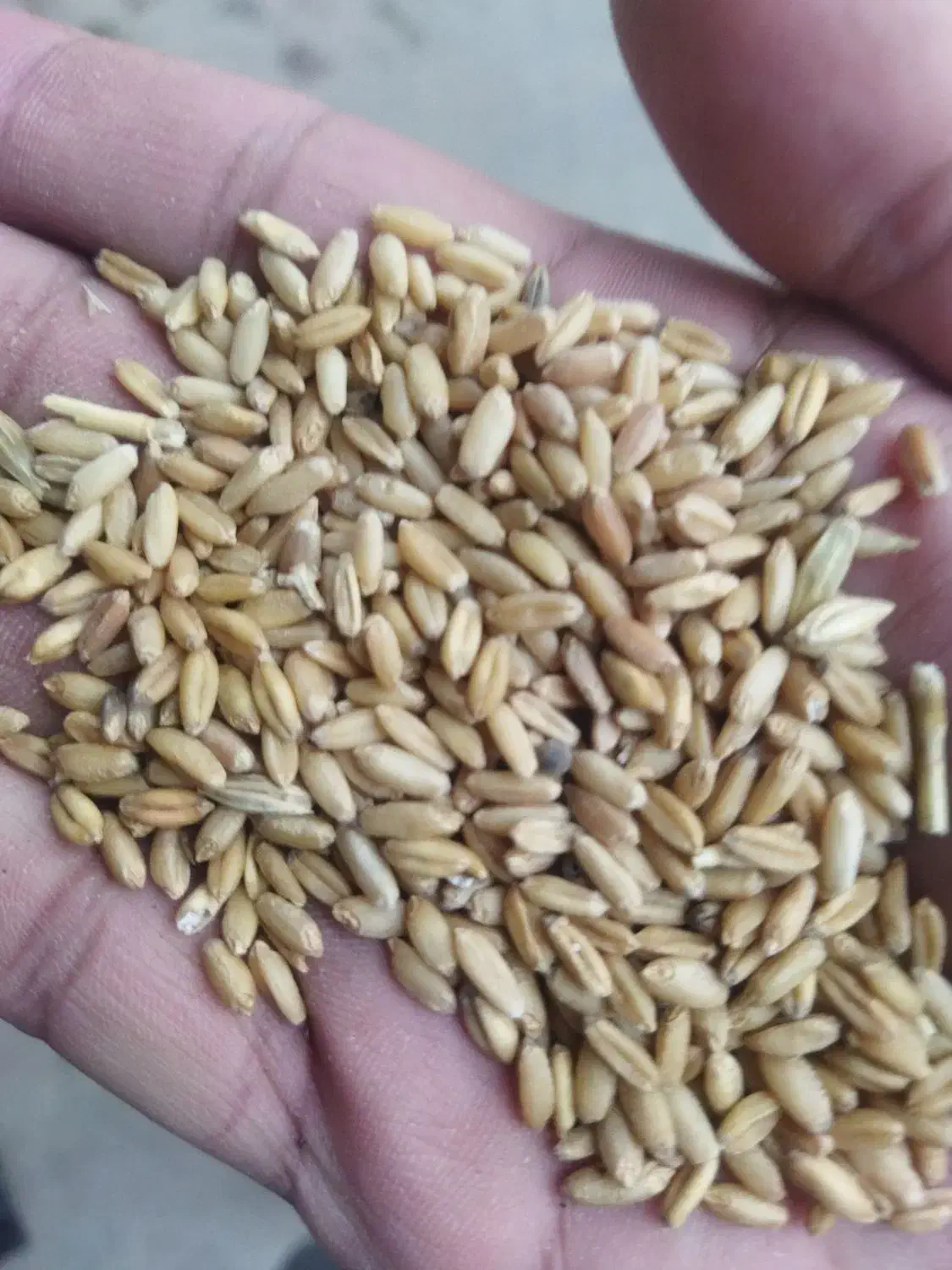 جو محلی|عمدهفروشی|فیروزآباد (لرستان), |دیوار