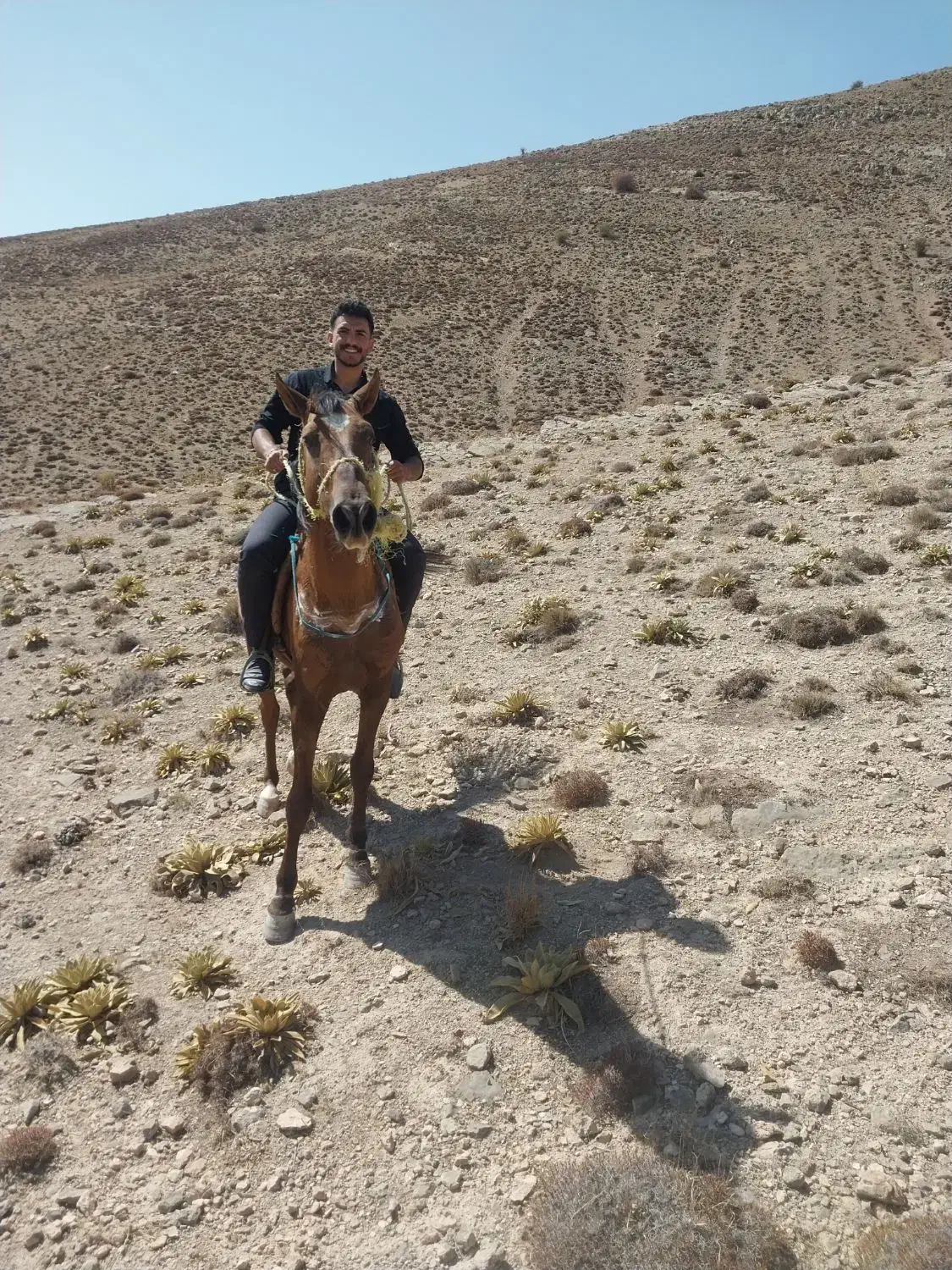 اسب نر|اسب و تجهیزات اسبسواری|شیروان (خراسان), |دیوار