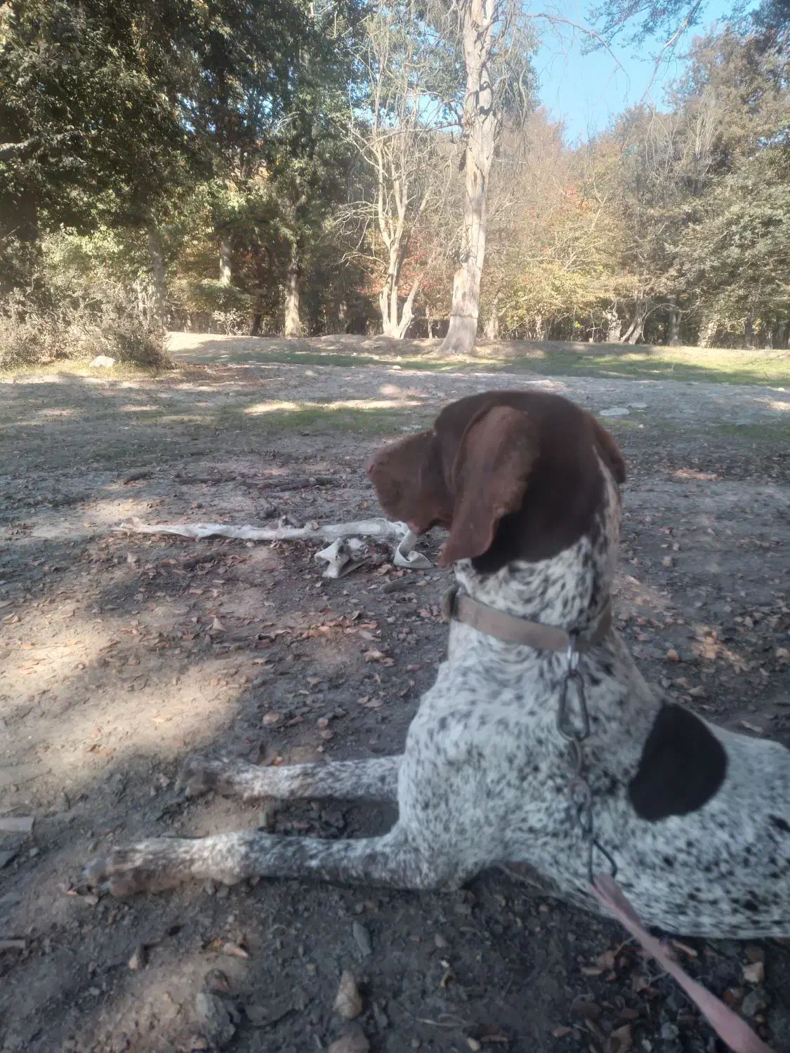 واگذاری توله شکاری|سگ|دلند, |دیوار