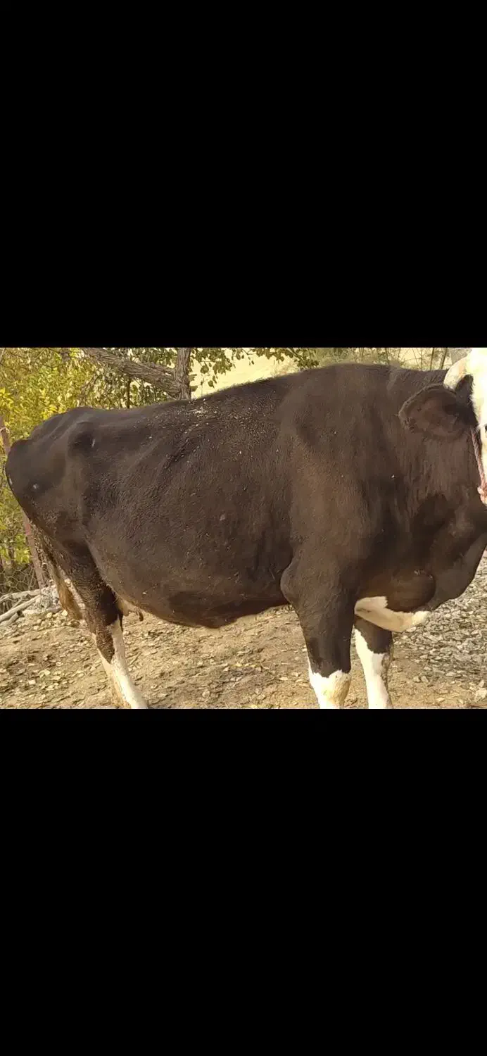 گاو سیمینتال،سومین شکم ابستن|حیوانات مزرعه|ازگله, |دیوار