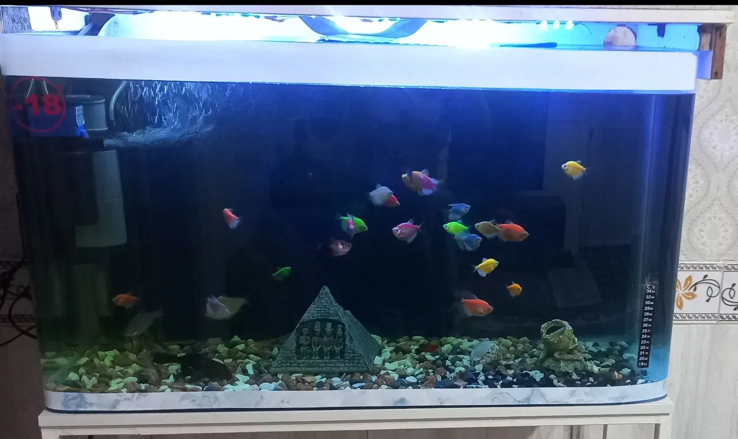 اکواریوم|ماهی|کرج, شهرک البرز ۳|دیوار