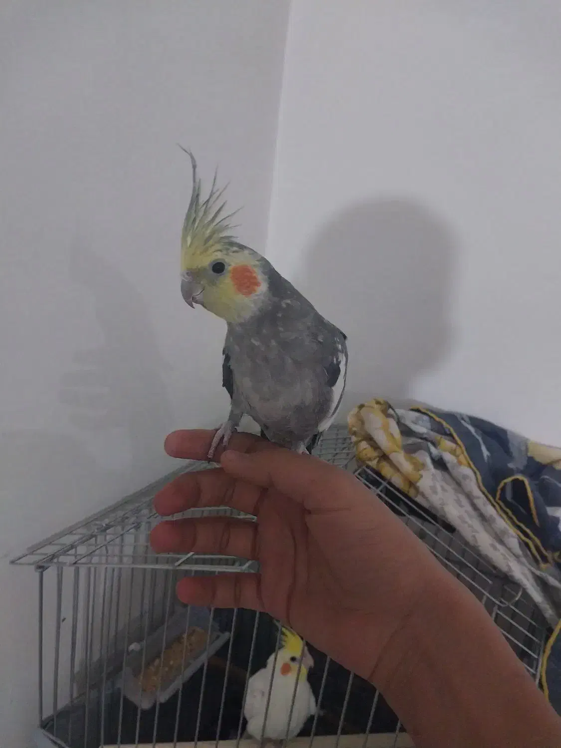 عروس هلندی سخنگو|پرنده|تهران, مسعودیه|دیوار