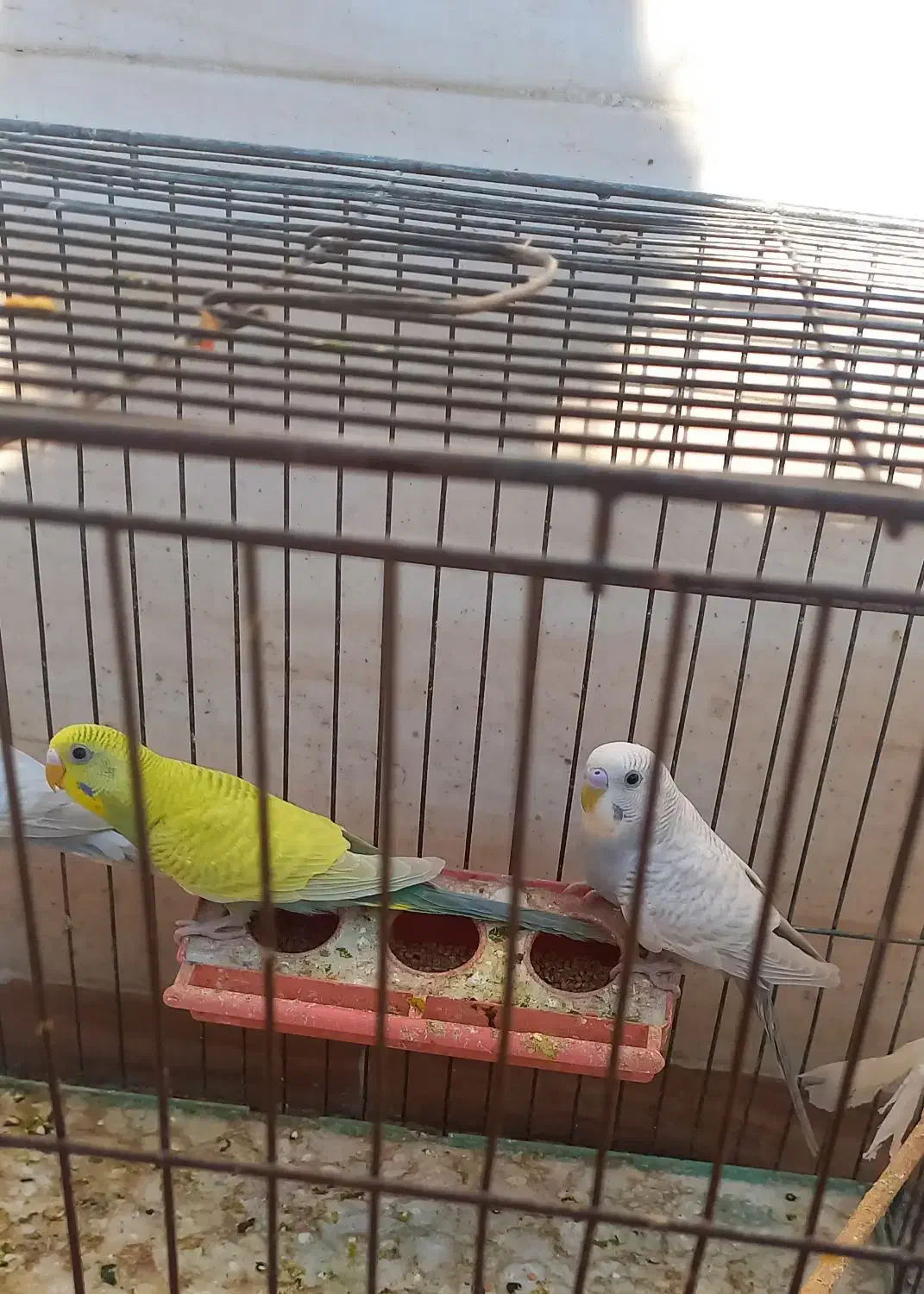 جوجه مرغ عشق|پرنده|اندیمشک, |دیوار