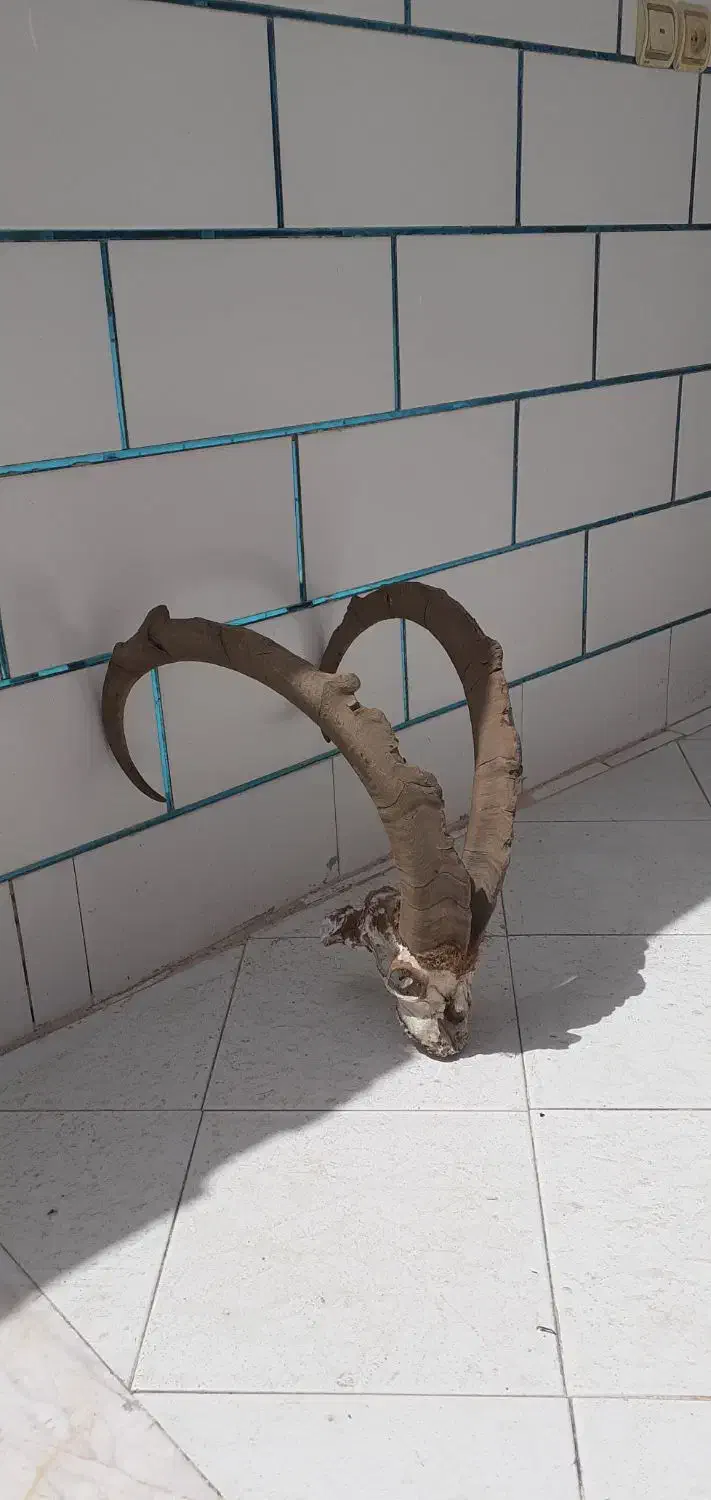 فروشی|مجسمه، تندیس، ماکت|رودشت (اصفهان), |دیوار