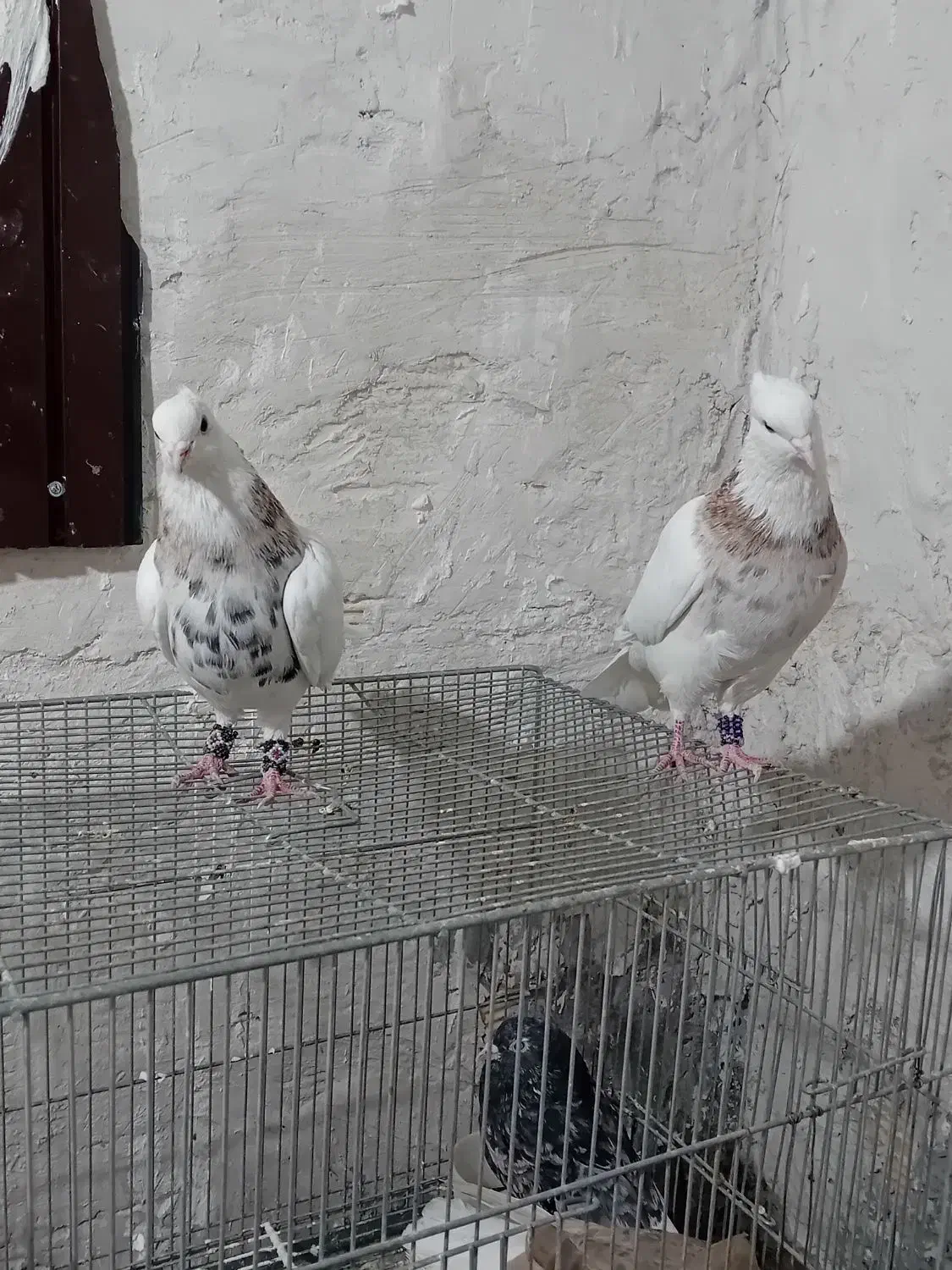 طوقی|پرنده|شهریار, شهرک امیریه|دیوار