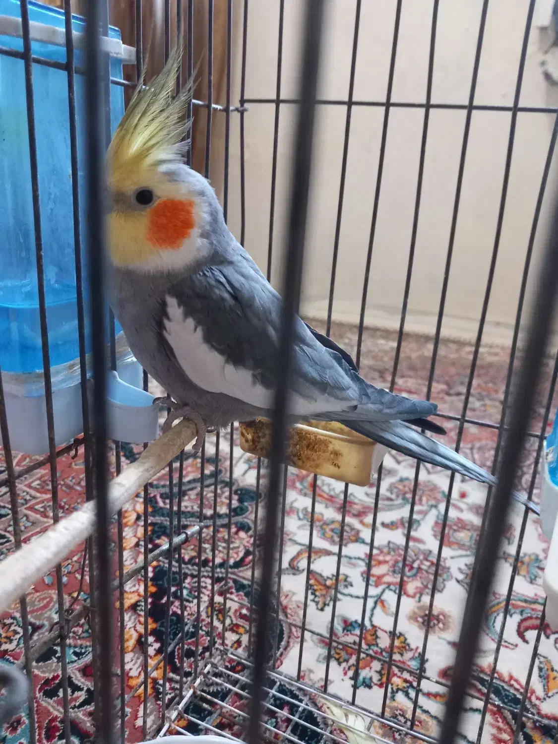 حراج سه عددعروس هلندی فقط دومیلیون|پرنده|اهواز, شریعتی جنوبی|دیوار