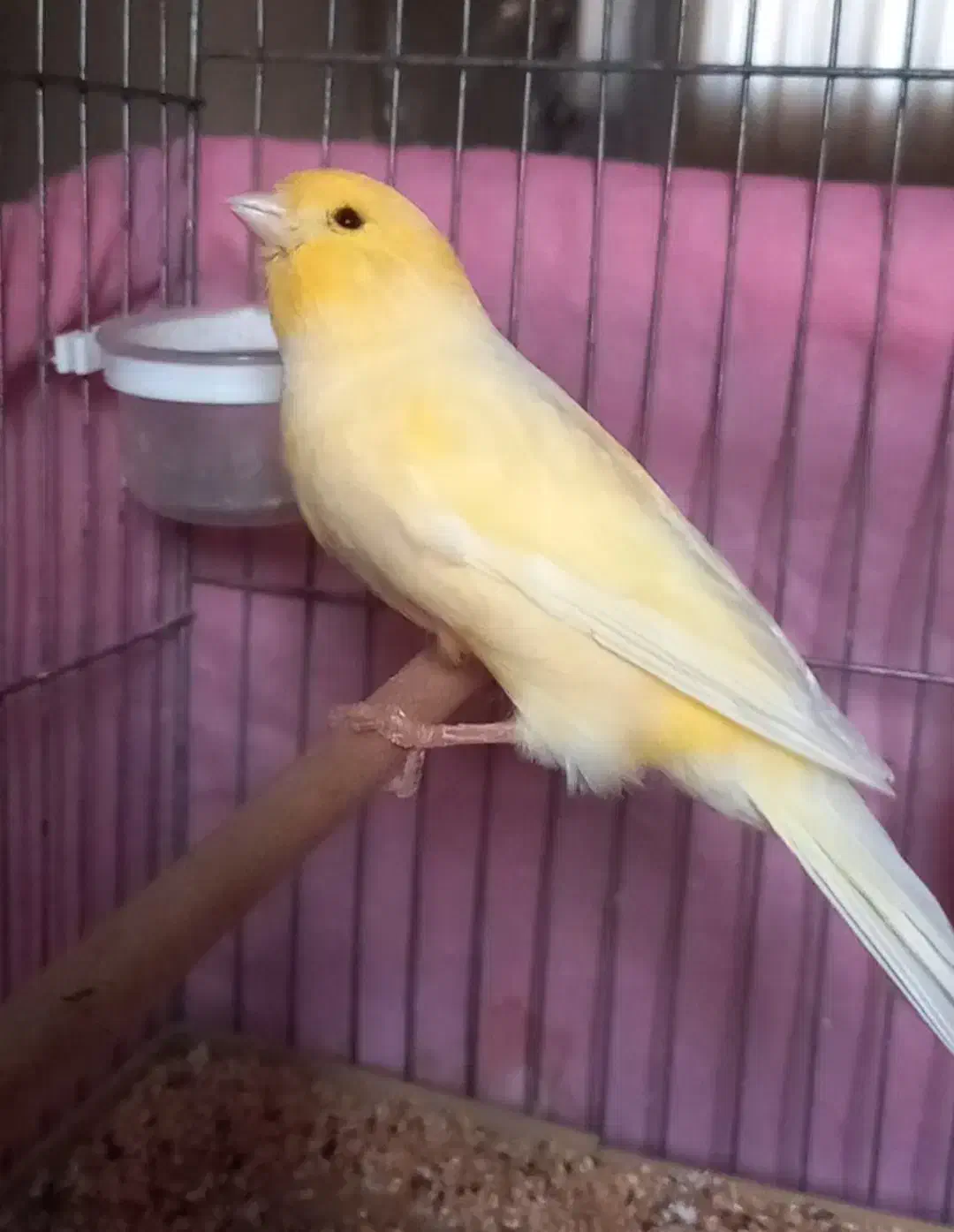 قناری مست بخون|پرنده|آمل, |دیوار