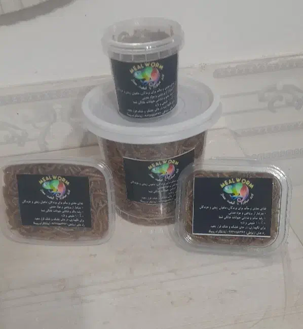 میلورم تازه و خشک درجه یک|خزنده|بیرجند, |دیوار