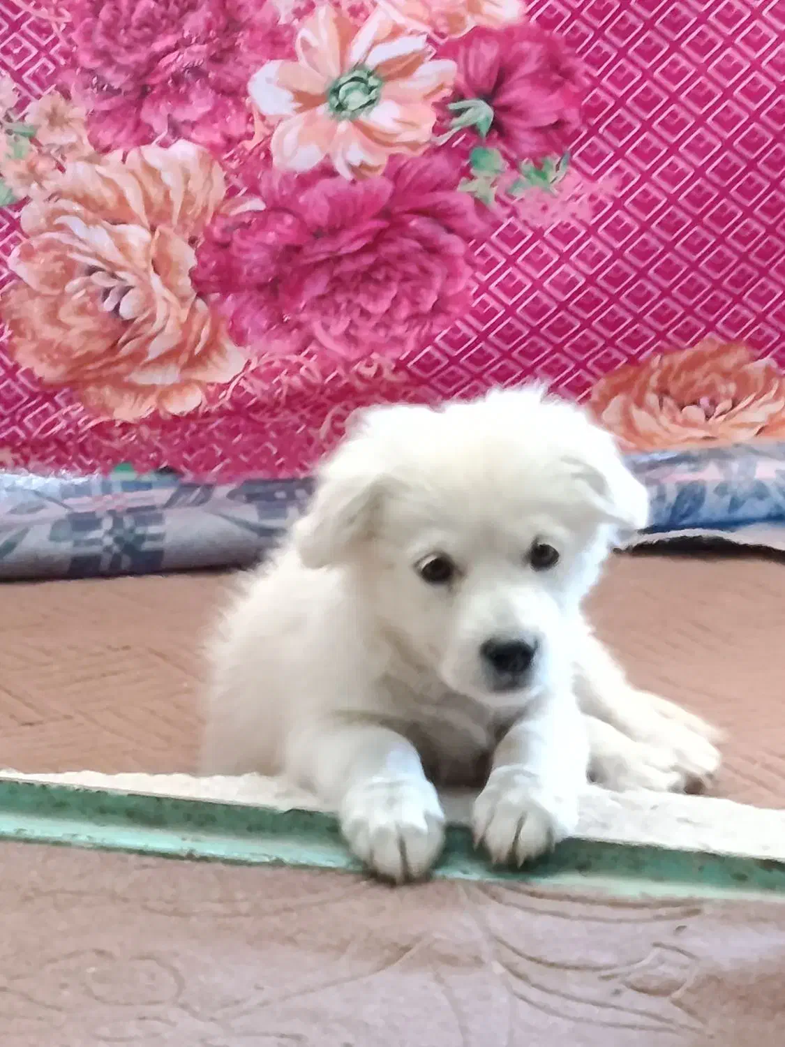 طوله خوشگل و زیبا قیمت مفت|سگ|توتکابن, |دیوار