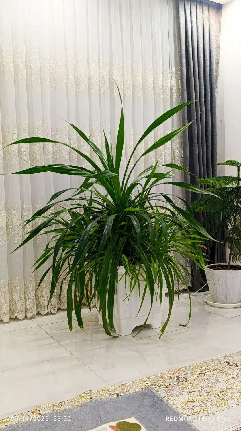 گل پاندانوس با گلدان|گل و گیاه طبیعی|تربتحیدریه, شهرک ولیعصر|دیوار