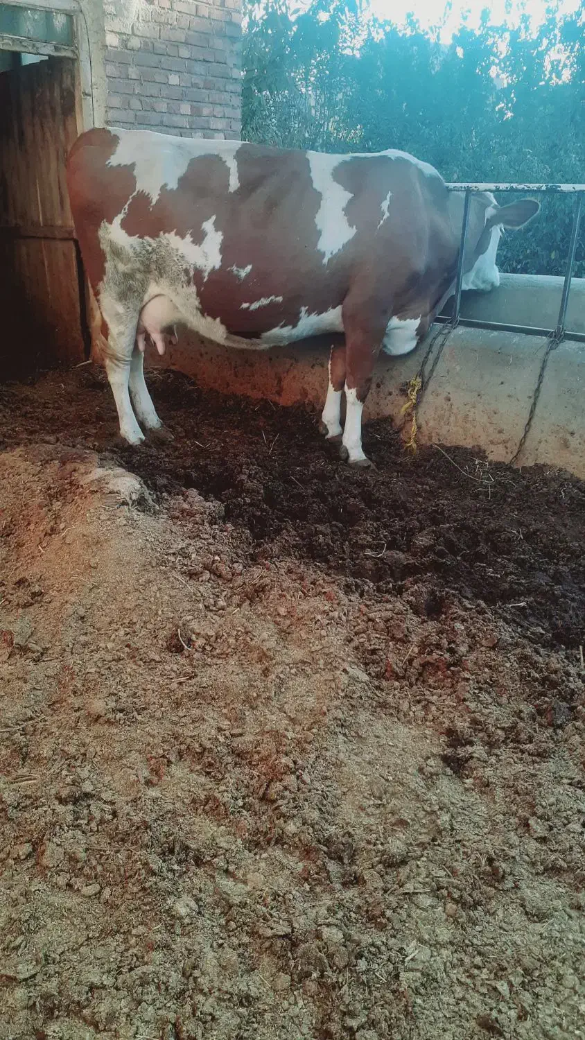 گاو|حیوانات مزرعه|بکتاش, |دیوار