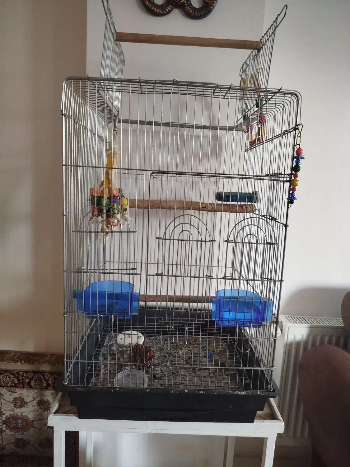 طوطی ملنگو همراه قفس|پرنده|همدان, |دیوار