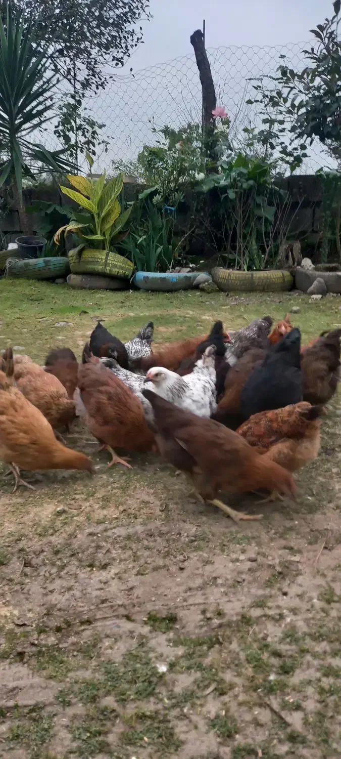 ** نیمچه مرغ وخروس گلپایگانی.|حیوانات مزرعه|رودسر, |دیوار