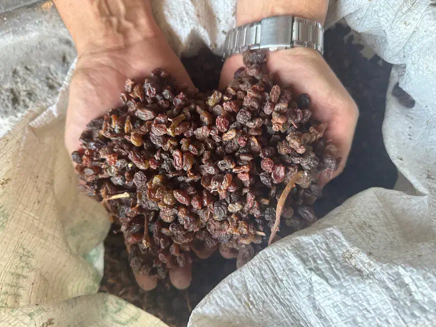 کشمش بیدانه افتابی|خوردنی و آشامیدنی|قزوین, |دیوار