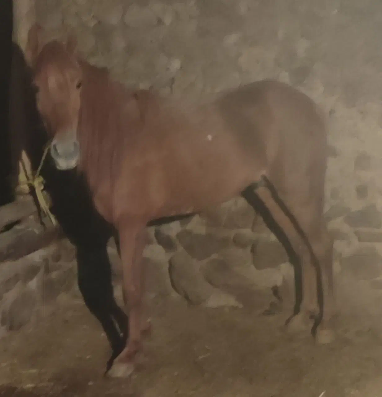 اسب کورد۴ساله|اسب و تجهیزات اسبسواری|اهر, |دیوار