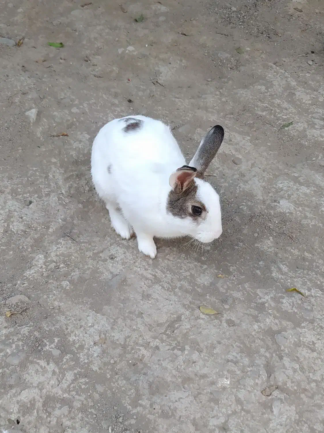 خرگوش خونگی دستی با مزه|موش و خرگوش|کردکوی, |دیوار