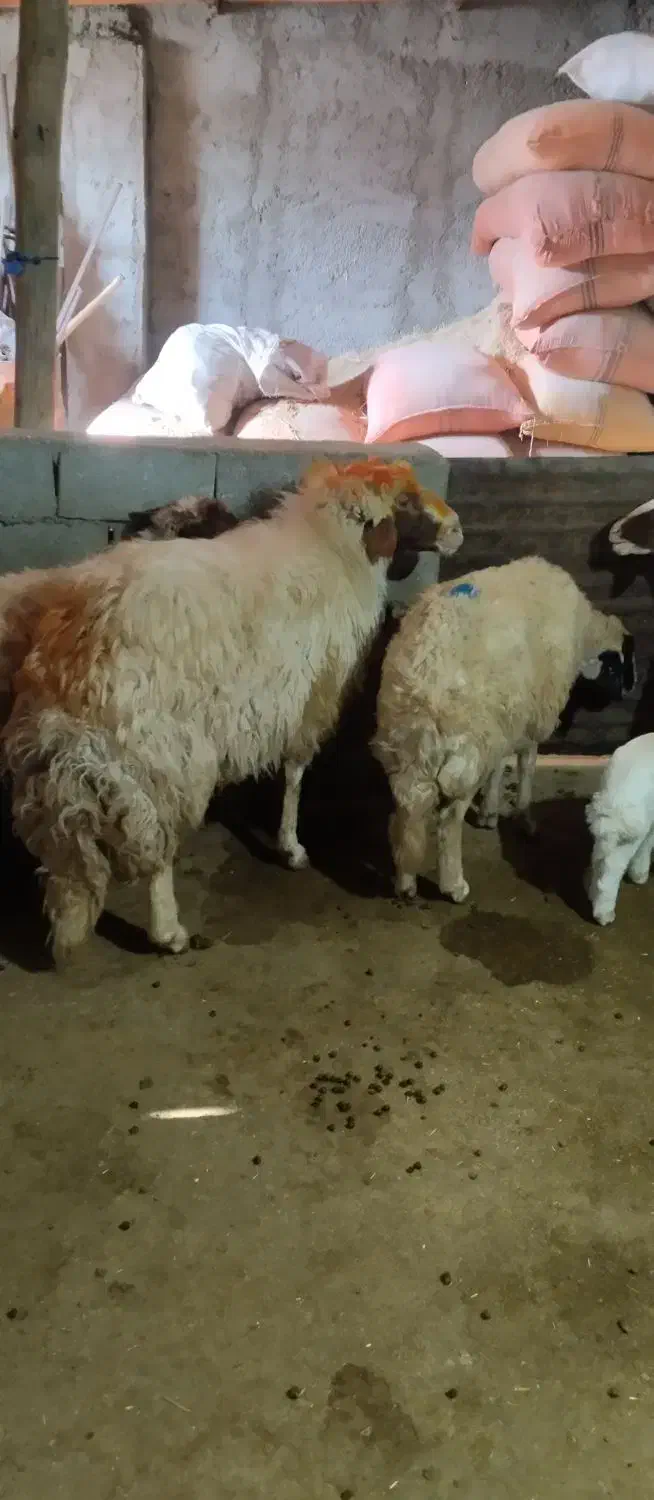 قوچ سنجابی درجه یک|حیوانات مزرعه|چرداول, |دیوار