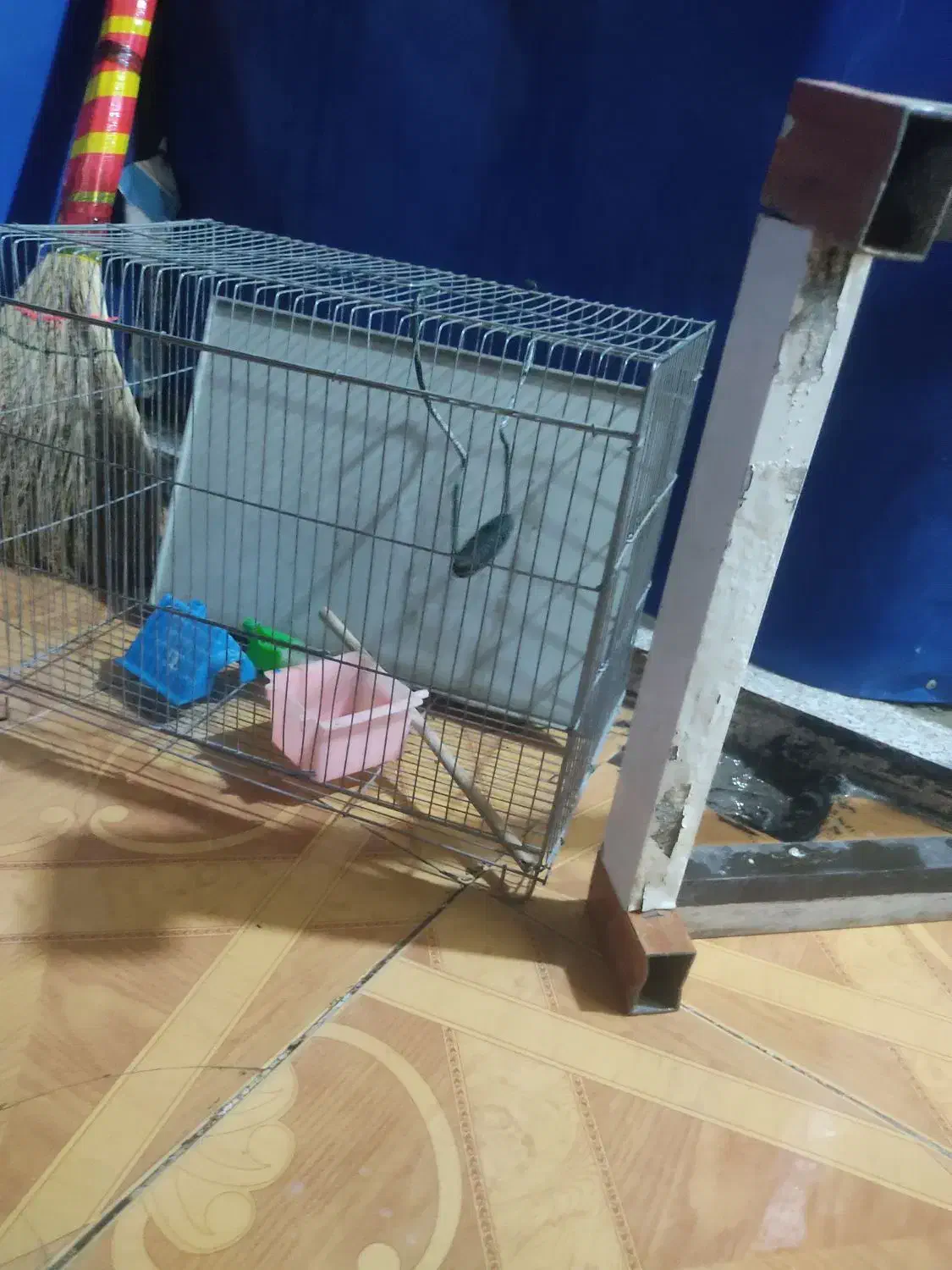 قفس پرنذه با زیر یخچالی|لوازم جانبی حیوانات|دهدشت, |دیوار