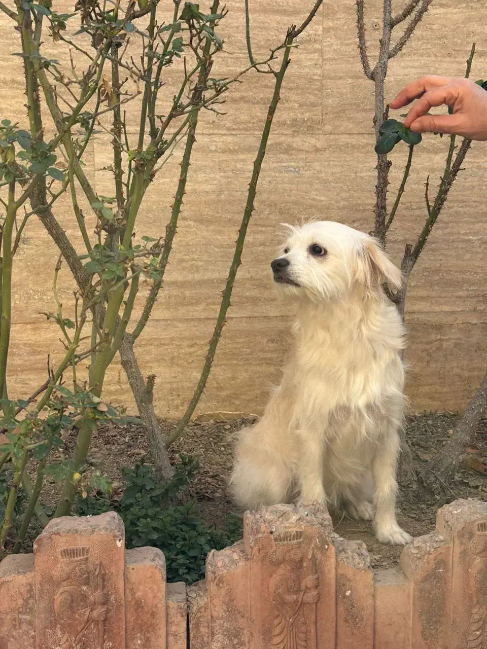 سگ ده ماهه ماده نژاد تریر|سگ|اراک, |دیوار