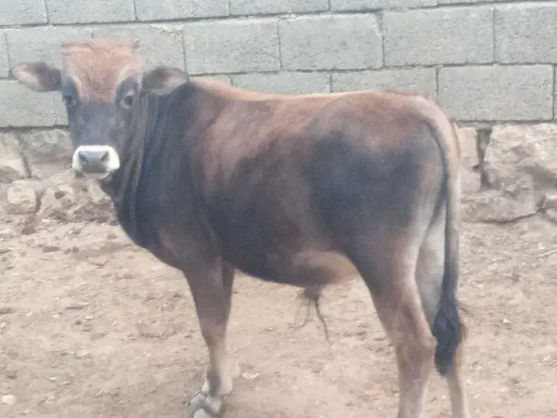 گاو نر ۱سال|حیوانات مزرعه|پاوه, |دیوار
